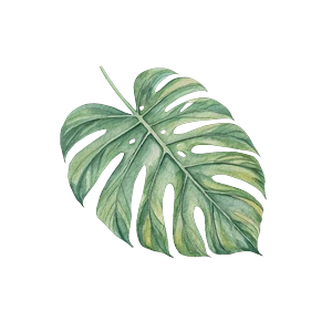 Naturwelten — Illustration